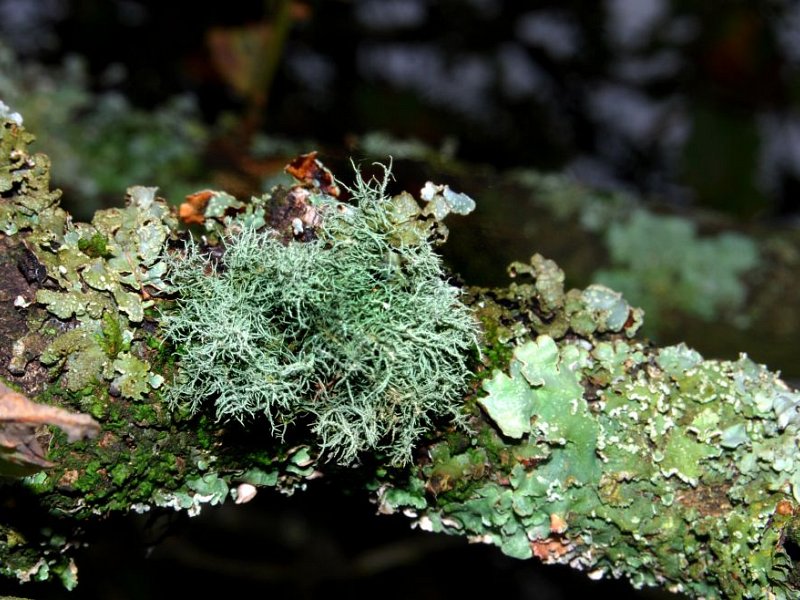 A liking for lichen